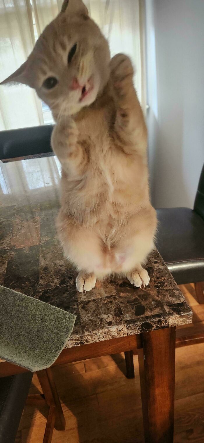 I Thought I Adopted A Cat, Not A Gremlin