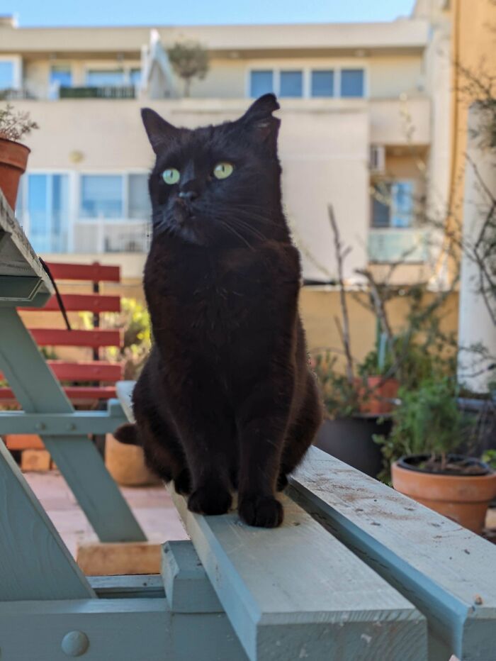 This Is Pumpkin, A Street Cat Of 10+ Years That We Adopted!