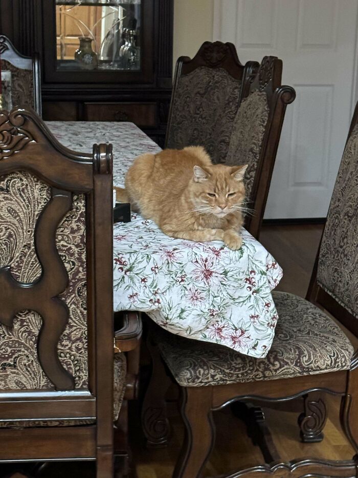 Adopted A Stray Cat, His Name Is Bob