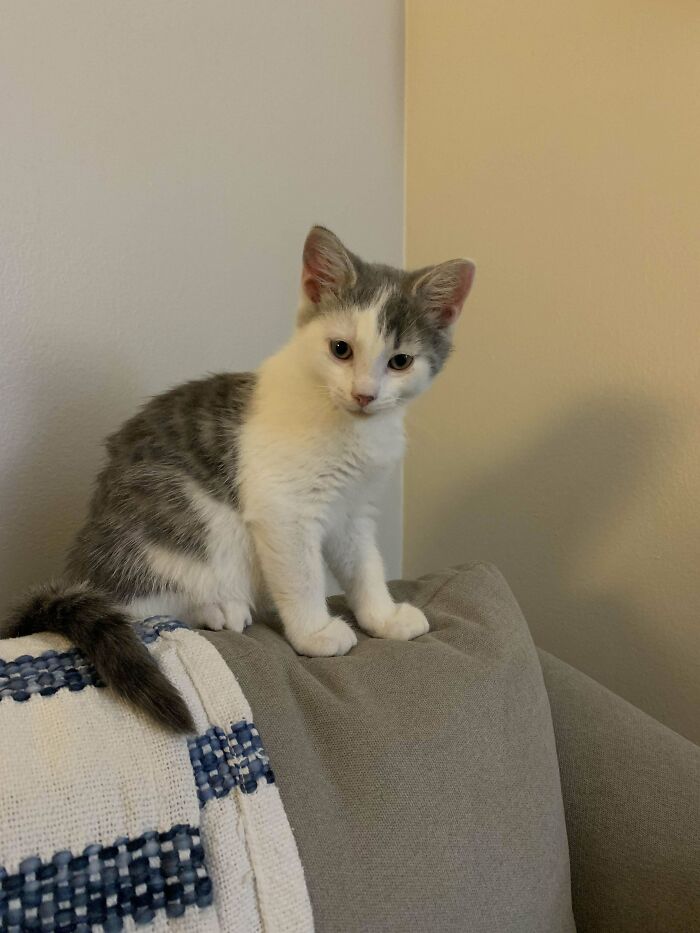 I Adopted Him 2 Days Ago. He’s 3 Months Old. His Name Was Calvin, But I’m Not A Huge Fan Of That Name