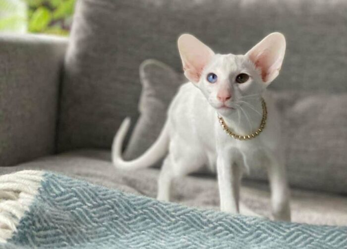 Adopting This Wonderful Girl In A Few Weeks, Would Love Suggestions! I Have Three Other Cats Named Niro, Leo And Ikimba If That Helps 