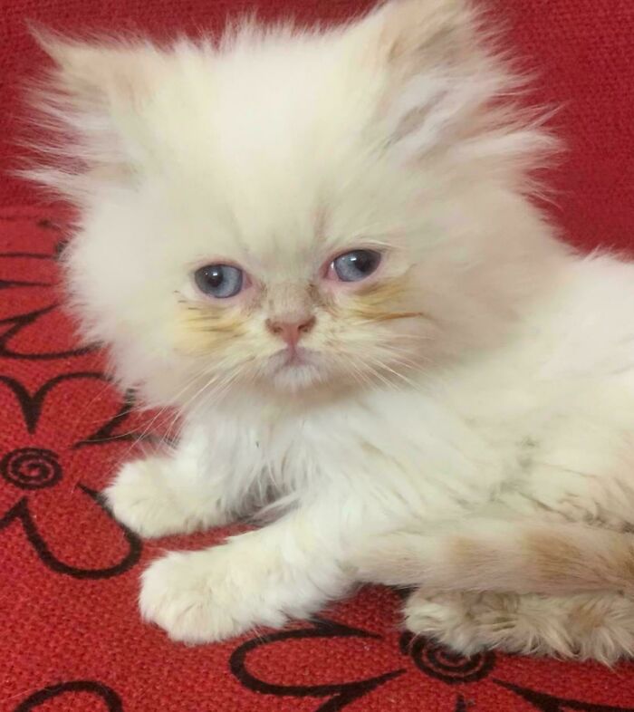 Adopting One Of My Teacher's Baby Cat