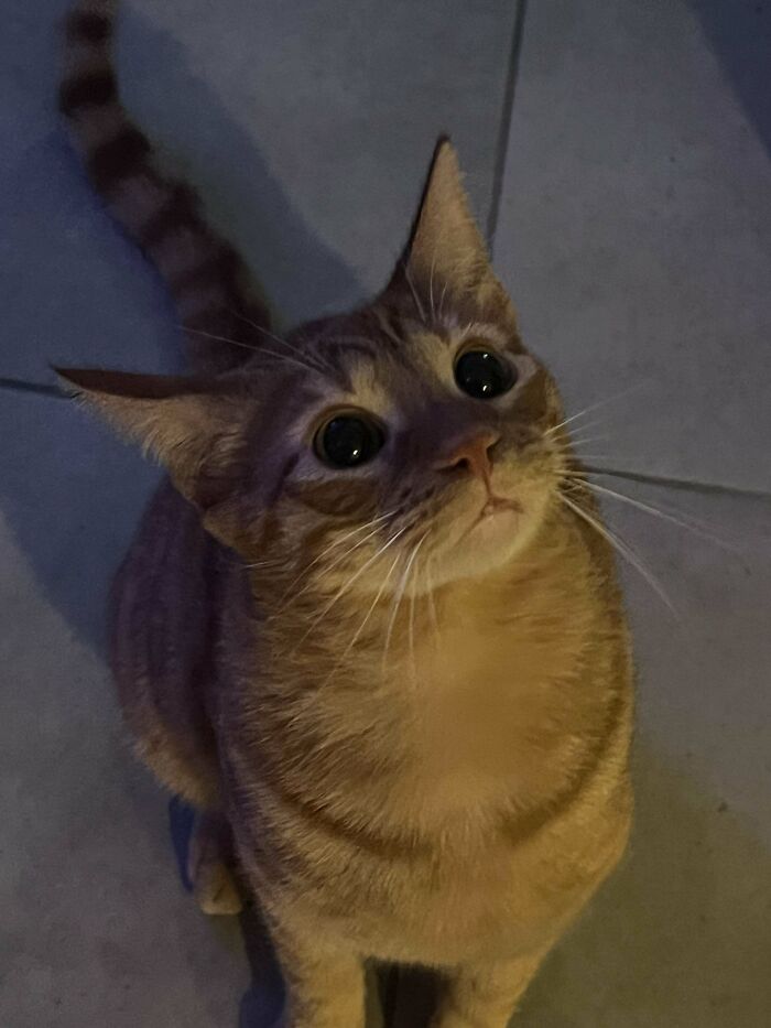 I Think I Adopted The Shrek Cat