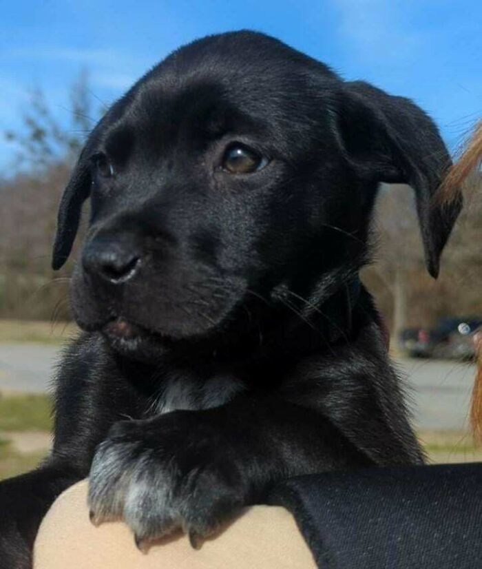 I Think I Adopted A Pitbull