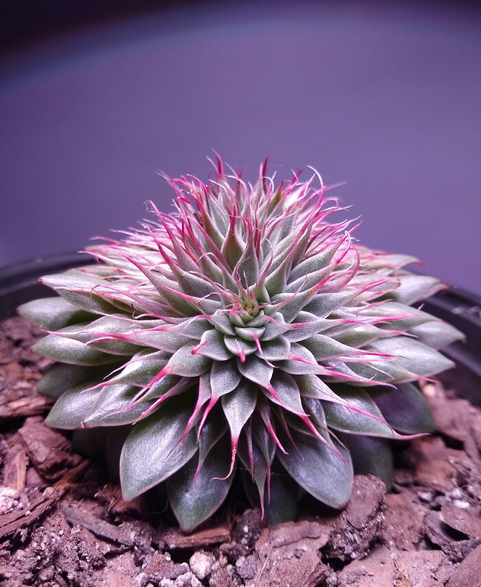Blooms On My Crested Silver Star Graptoveria