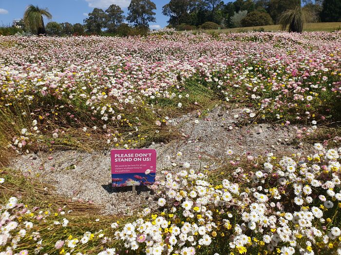 Tourists Trampling The Garden For The Perfect Selfie