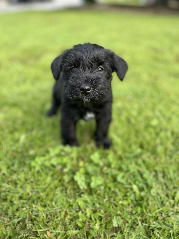 Meet Bumi! I Just Adopted Him And I'm A New Dog Owner