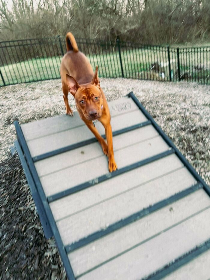 Sweet Independent Girl. Very Quiet, And Doesn’t Bark. Just Short Quips And Yodels