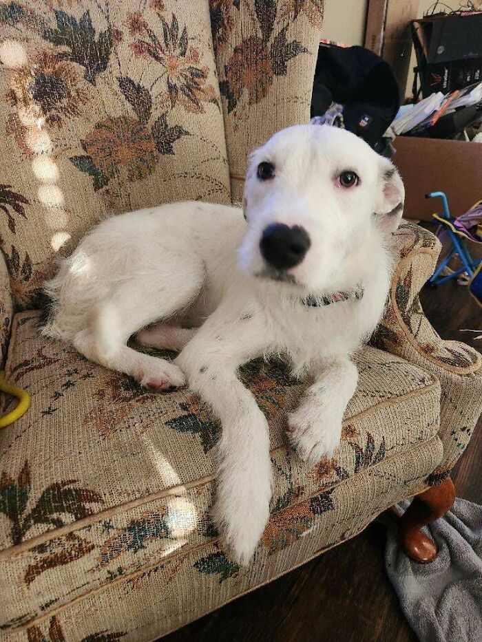 I Just Adopted A Dog. He Is A Year Old And Super Sweet. He Has Very Corse Fur. He Is Very Good With Kids And A Bit Lazy