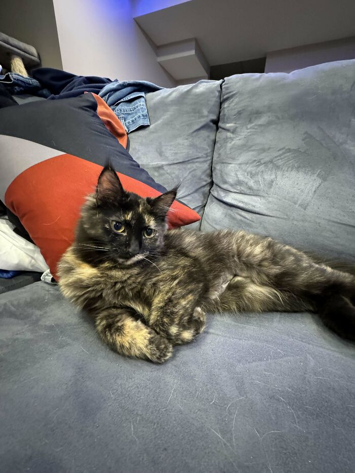 Adopted This Cutie Today