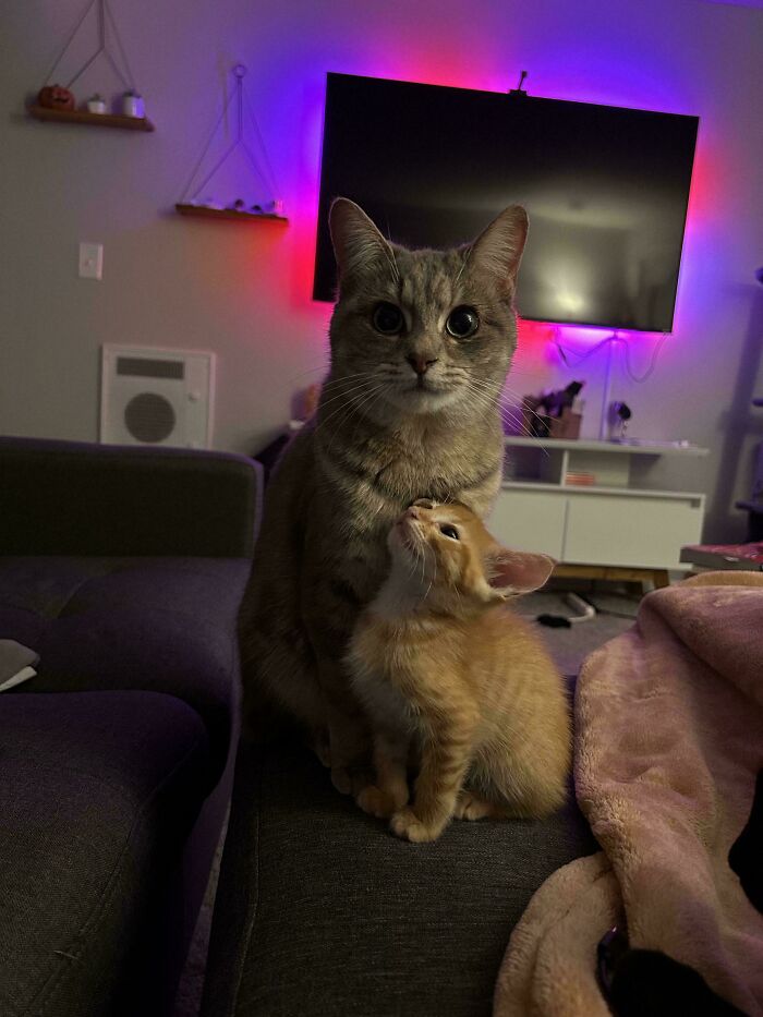 My Beautiful Street Kitties