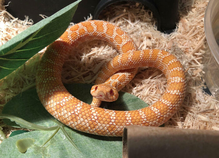 The Pretzel That Bites Back