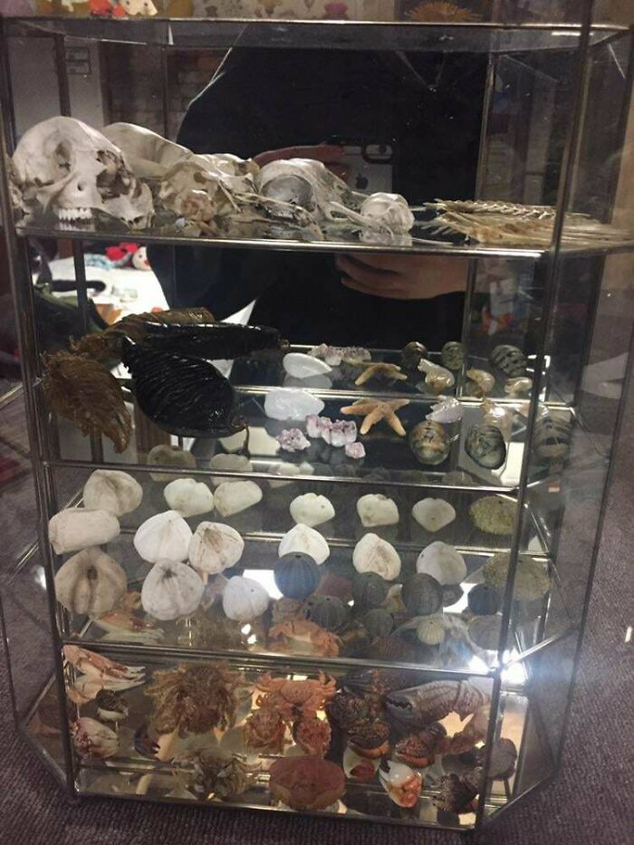 My Slowly But Surely Growing Collection Of Natural Things And Finds