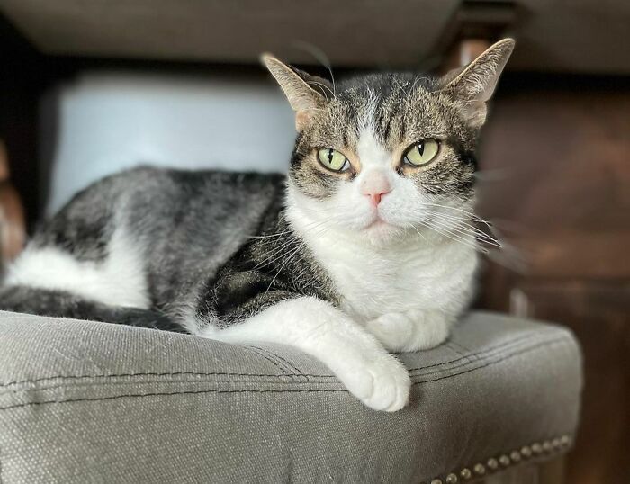 Cute cat lounging on a chair, showcasing one of the cutest cat breeds for snuggling.