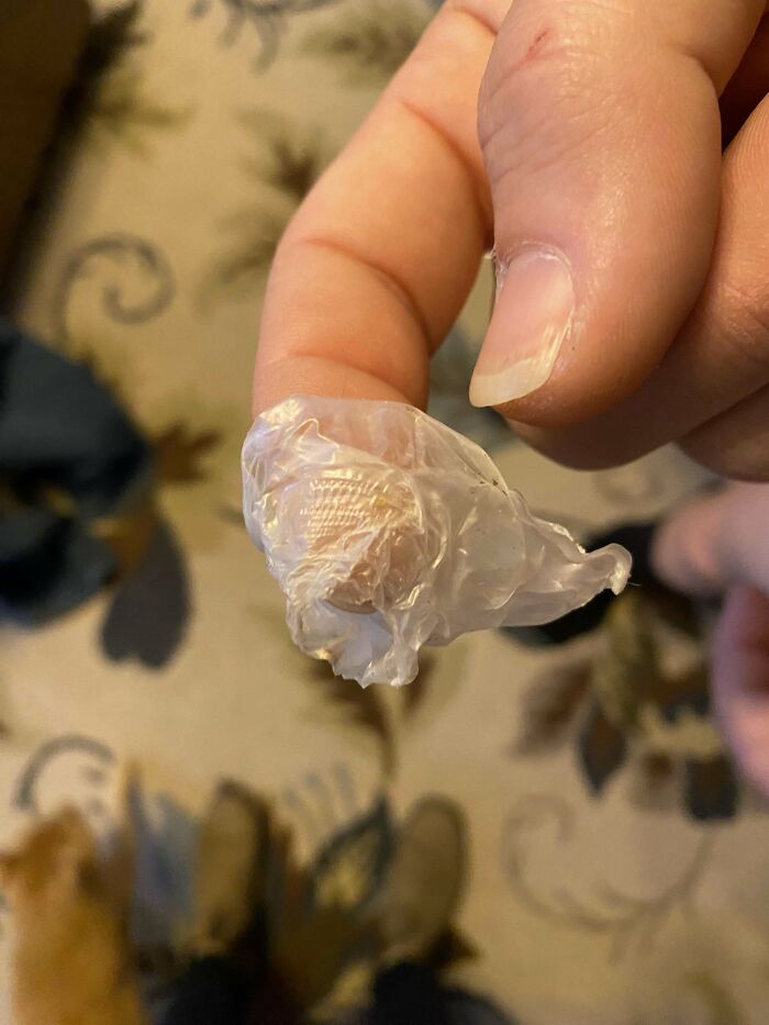 Small Piece Of 1” Conical Plastic Reappears Throughout The House