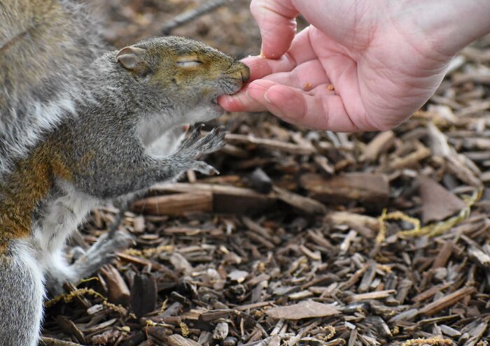 Took A Photo At The Exact Moment, My Boyfriend Was Bitten By His Squirrel Friend