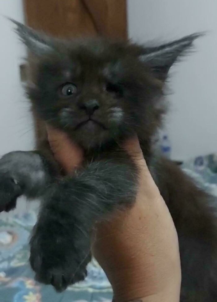 I’m Adopting This One Eyed Baby Boy