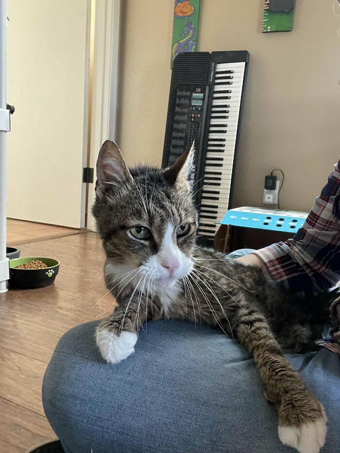 The Cds Wasn’t Working For Me, So I Went To The Shelter And Adopted The Oldest Cat There. Meet Cucumber