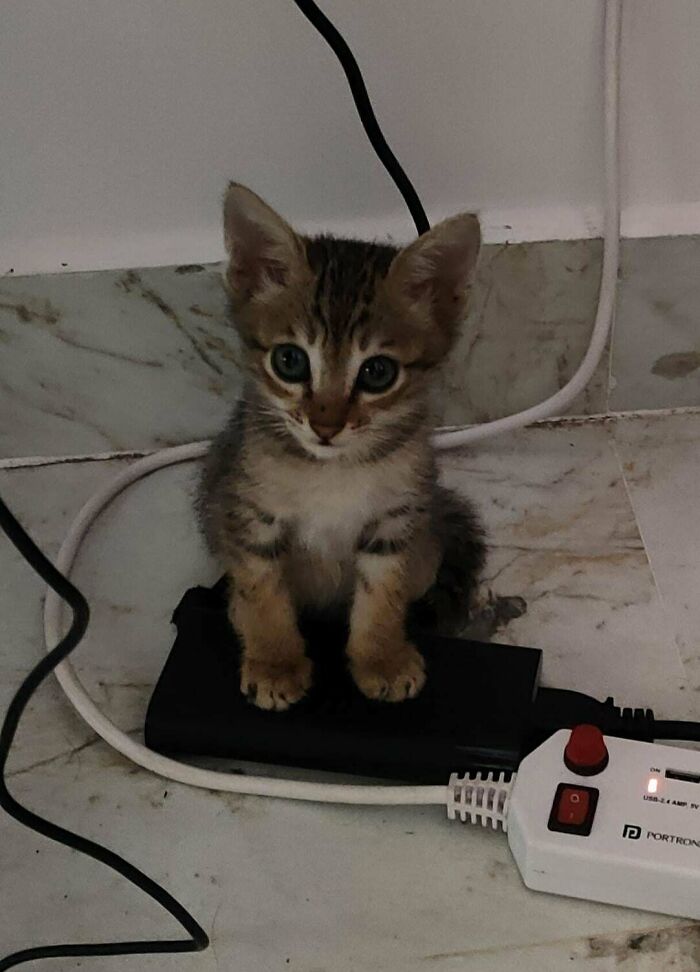 He Is My First Pet Ever, Adopted Straight From The Streets