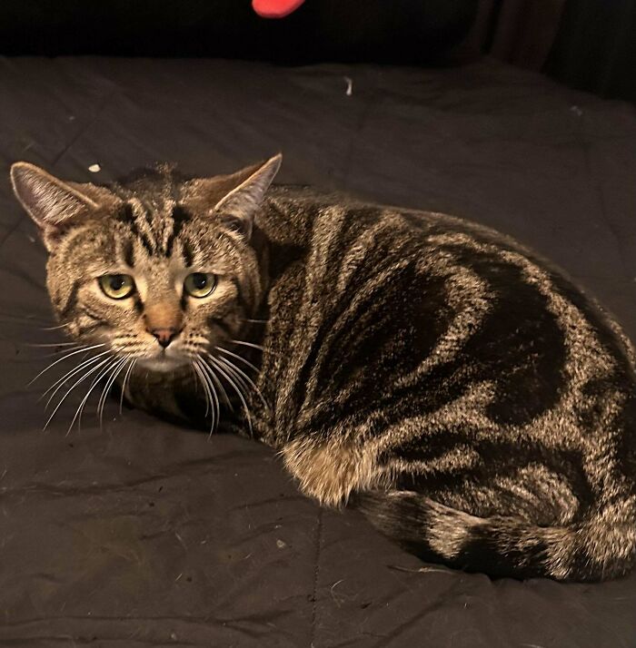 Saw Him At An Adoption Event And Couldn’t Say No. Say Hello To Our First Standard Issue, Chestnut!