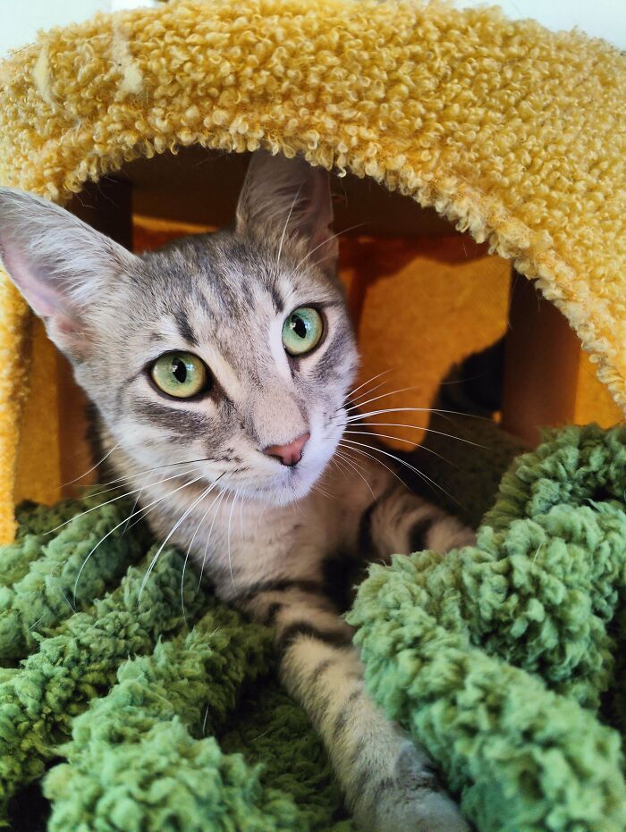 Adopted This Sweet Girl Two Weeks Ago, I'm Still Debating On Her Name. Any Suggestions?