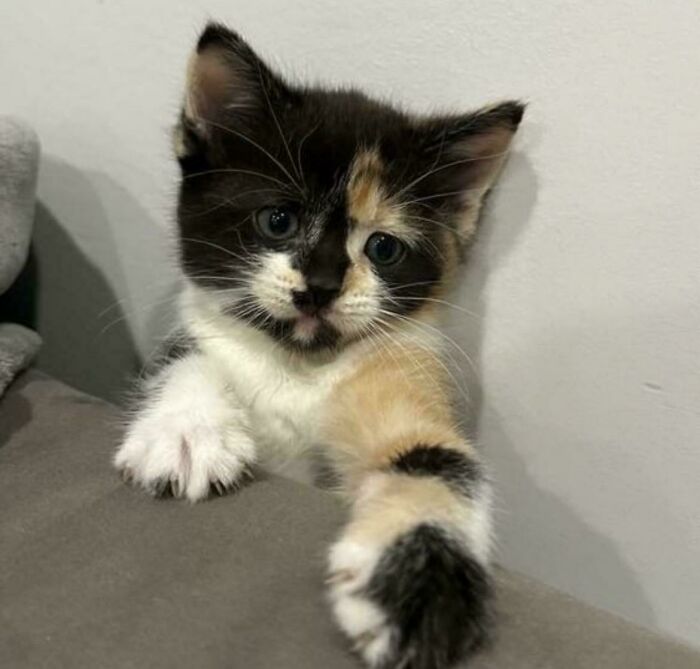 I Just Adopted This Little Baby