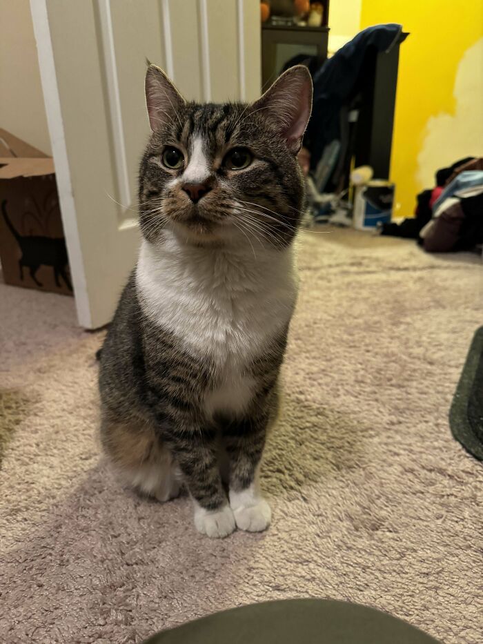 First Time Being A Cat’s Person! Adopted Inigo Meowtoya Last Week