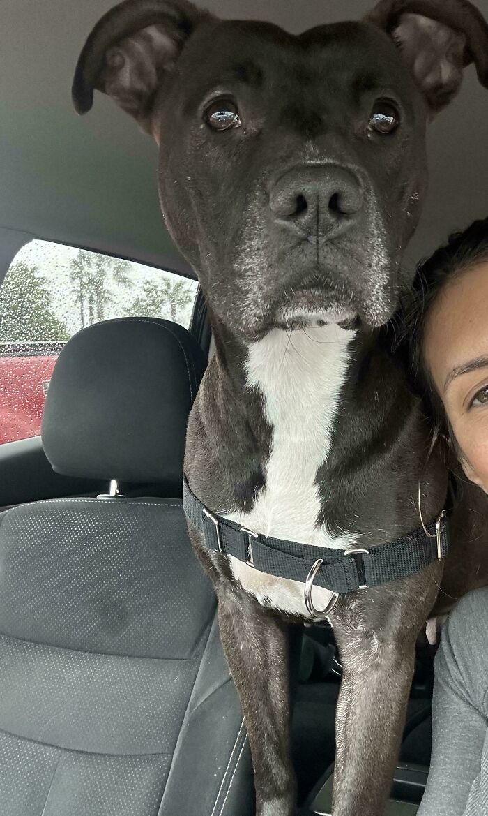 Just Adopted My Girl. She Was Found Starving And Pregnant On The Side Of The Road By A Sweet Couple Who Delivered Her Babes And Nursed Her Back To Health