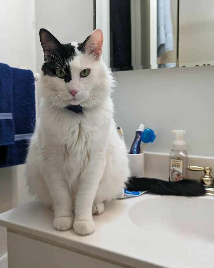 My Husband And I Adopted This 10 Year Old Baby, Who Was Previously Returned To The Shelter For "Hiding Too Much". Now I Can No Longer Use The Bathroom Unsupervised 