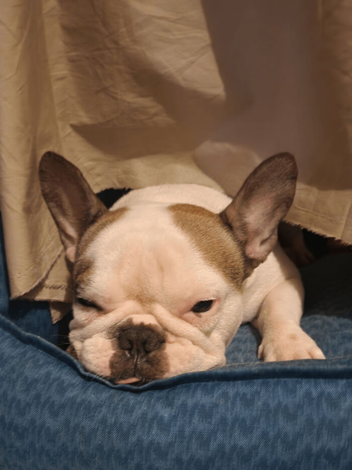 Adopted An Abandoned Frenchie From The Pet Hotel