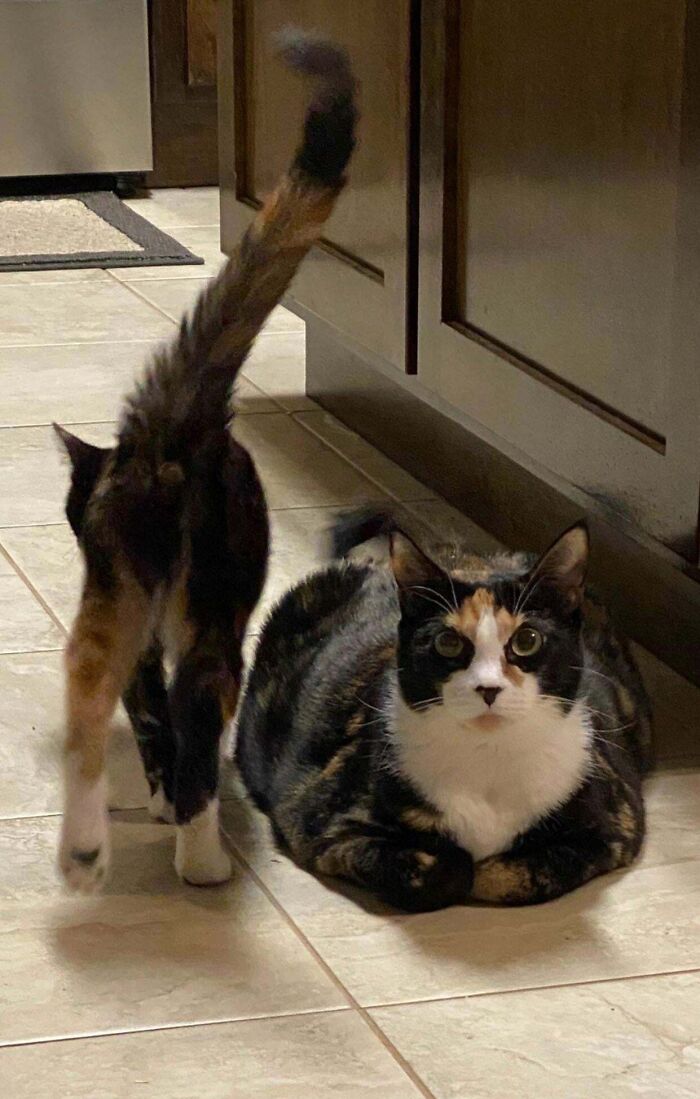 Adopted Two "Undesirable Cats" At The Animal Shelter- A Very Scared Feral Kitten (Still Trying To Get A Good Face Pic) And The Fattest Cat In The Building