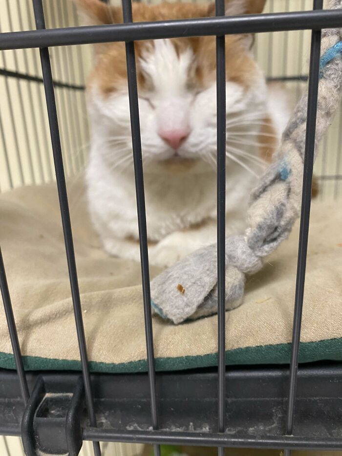 Please Don’t Overlook The Older Cats When Adopting