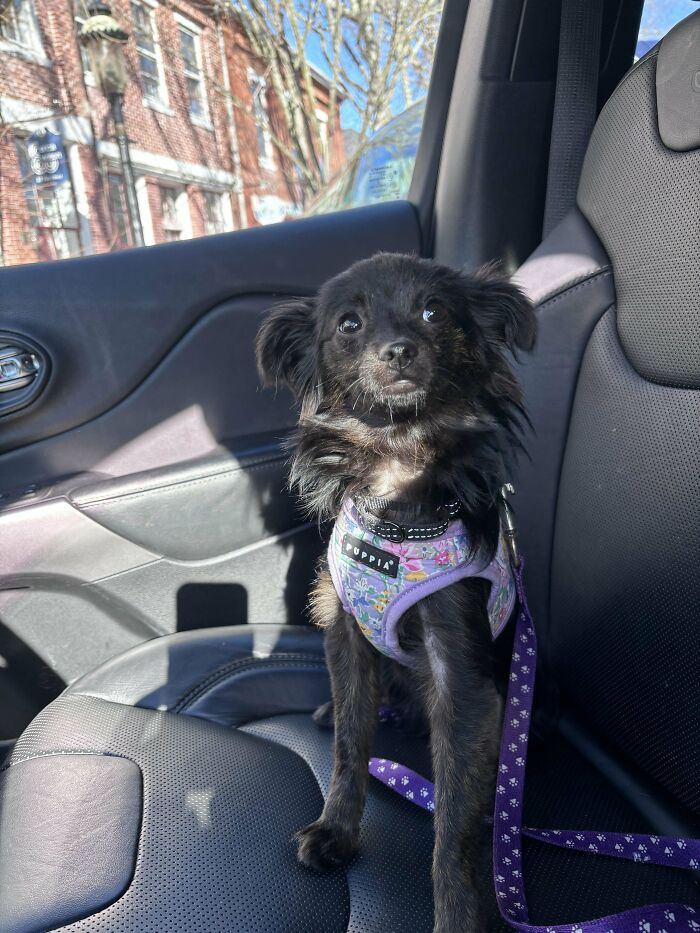 I Adopted My First Dog Yesterday