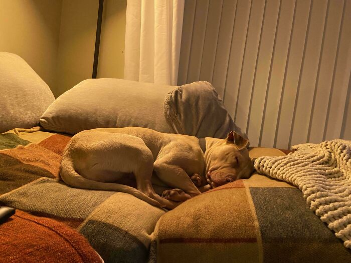 My Newly Adopted Shelter Dog After 2 Days Of Settling In