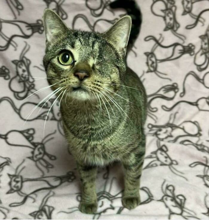 Adopted This Little Dude Today, His Name Is Cyborg