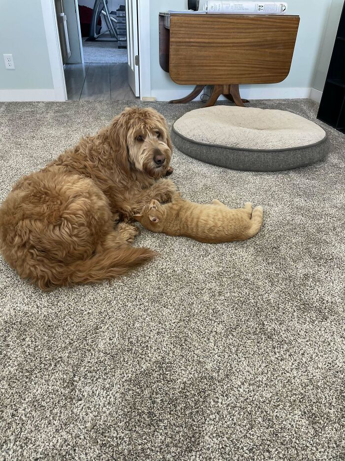 My Dad's Dog Adopted An Orange Boy