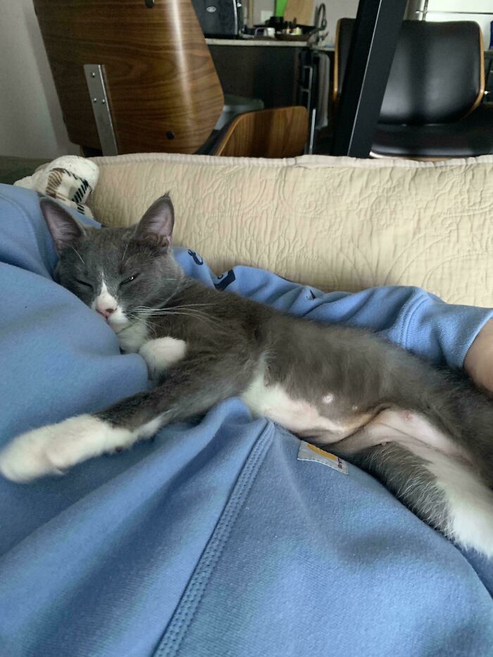 Adopted This Sweetie Today And Within 15 Minutes She Was Laid Up And Purring