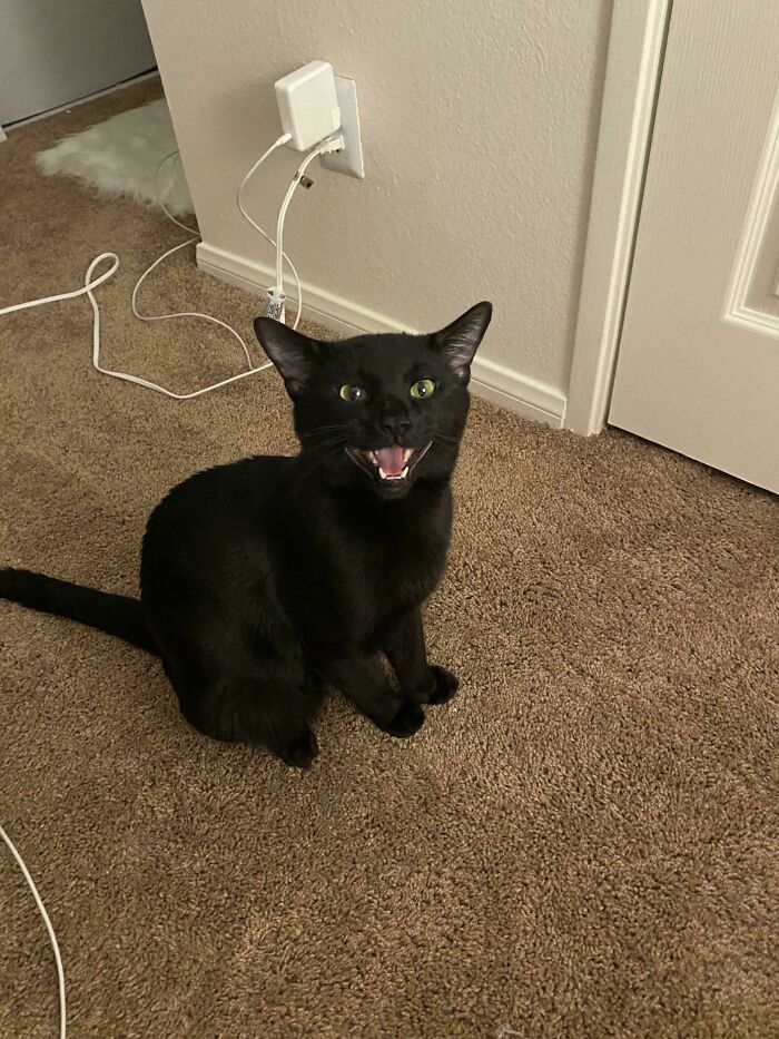 I Adopted Him 3 Days Ago