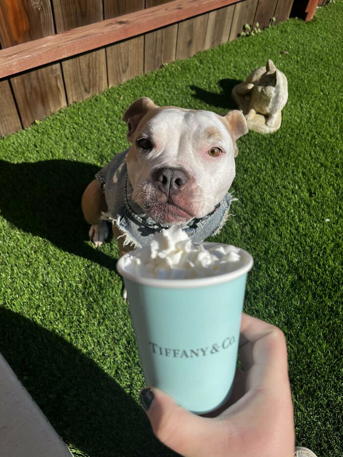 Adopted Her From A Shelter Just Three Weeks Ago Where She’d Been Abandoned. Now, She’s Fully Spoiled