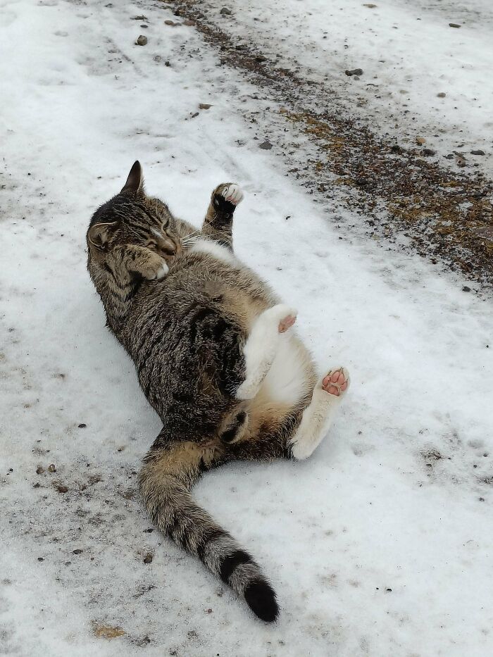 The Nmc Big Boi Who Got Adopted Yesterday :)