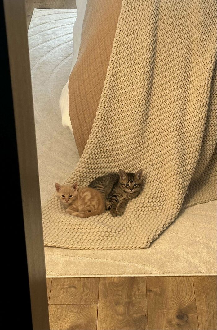 Adopted These 2 Little Guys