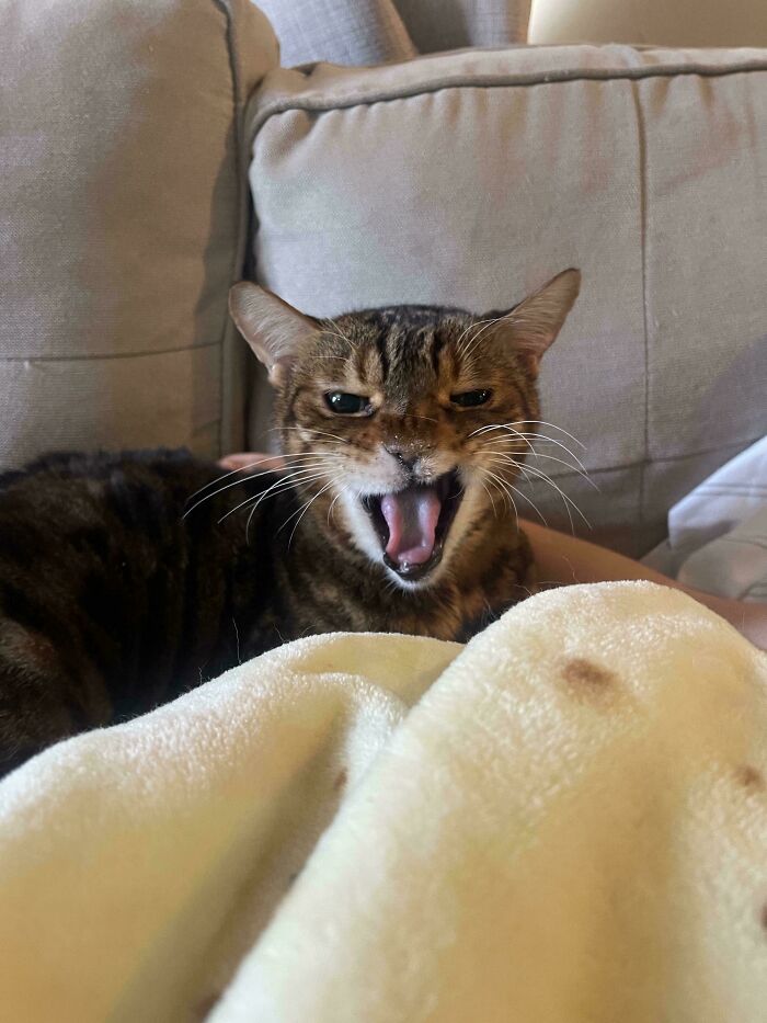 Louis, I Get It. He’s 🥰 Adopted Special Needs Kitty