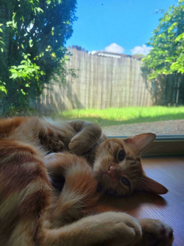 Zeus, The First Orange Of My Own