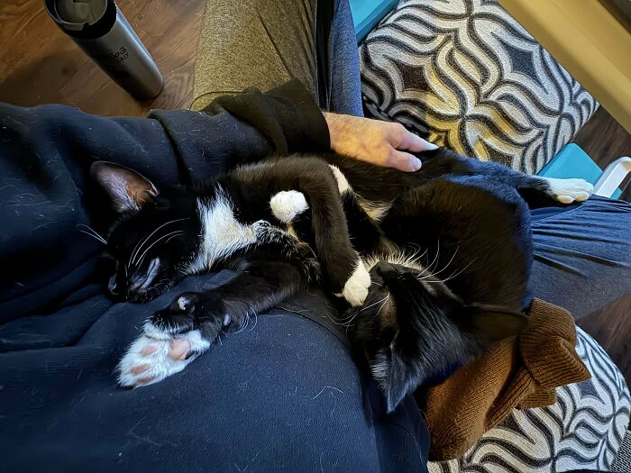 Adopted These Two Snuggle Bugs Over The Weekend. They're Sisters