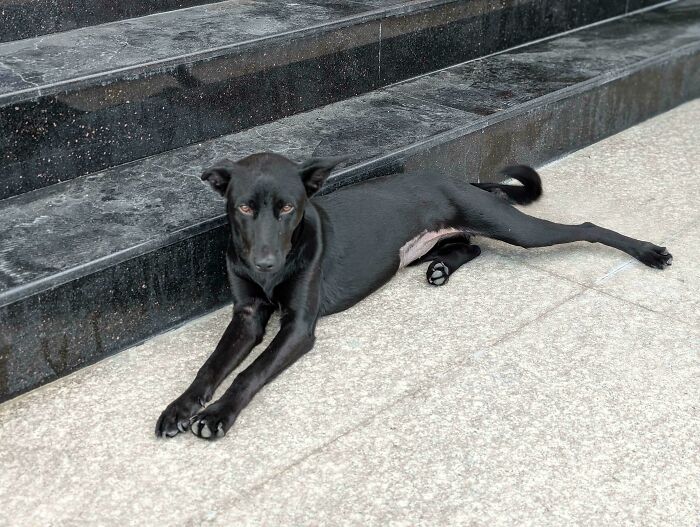 I Got Adopted By This Stray Beauty! Approached Me Out Of The Pitch Darkness, Scared The Crap Out Of Me, And Now I Can't Wait To Get Home To Her. Still No Name, Formosa Mountain Dog