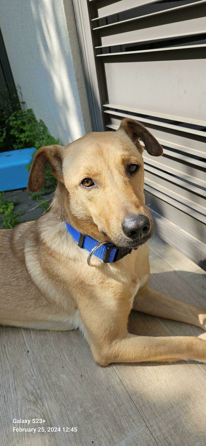 Our Newly Adopted Boop, Jimmy!