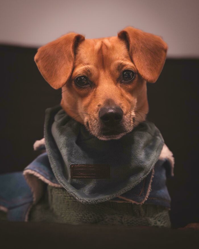My Friend Adopted A Street Dog From Cyprus And I Got To Meet Her For The First Time Yesterday. One Ridiculously Photogenic Dog
