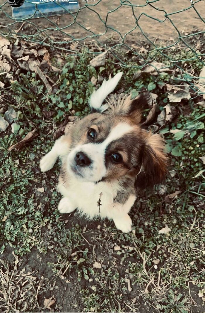 Hi, Everyone I Just Adopted This Little Guy Here, His Name Id Hogar Like A Viking😏, Does Anyone Know His Race As I Have No Clue?