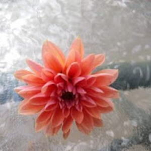 halroxdynasty avatar