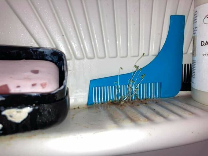 My Roommate Refused To Clean So I Planted Chia Seeds In His Shower